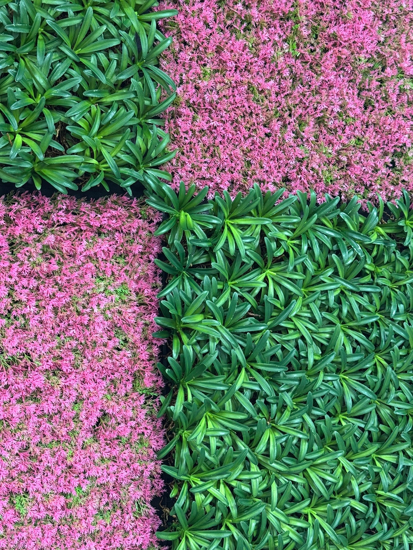 Modular Wall Bundle (Podocarpus Tea Tree/ Pink Design Grass)