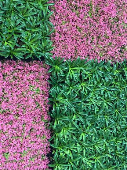 Modular Wall Bundle (Podocarpus Tea Tree/ Pink Design Grass)