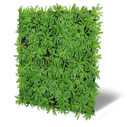 Modular Wall Nature Design Flora Podocarpus Tea Tree