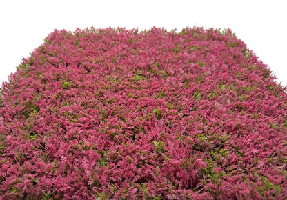 Modular Wall Design Flora Pink Design Grass